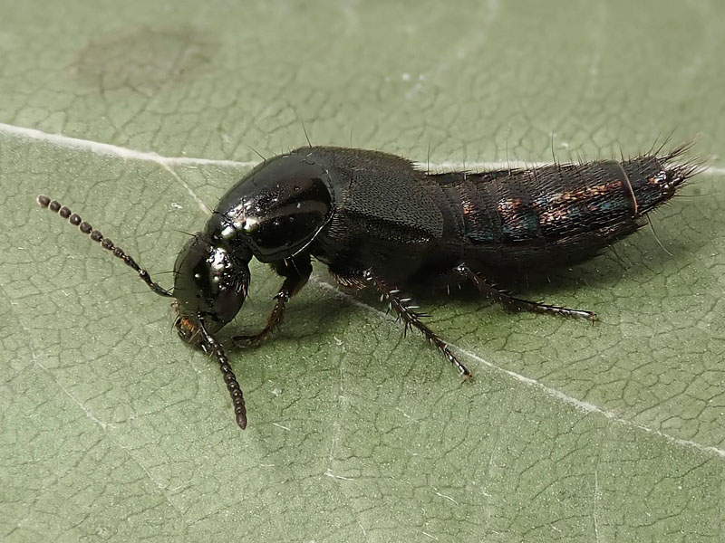Staphylinidae: Philonthus ? S, Philonthus cfr. succicola